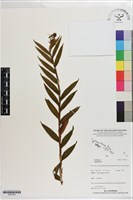 登錄號:S201347藏品圖，第1張