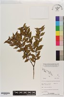 登錄號:S201348藏品圖，第1張