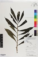 登錄號:S201350藏品圖，第1張