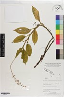 登錄號:S201351藏品圖，第1張