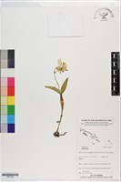 登錄號:S201352藏品圖，第1張