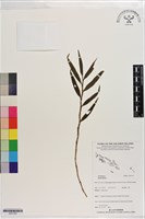 登錄號:S201353藏品圖，第1張