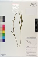 登錄號:S201354藏品圖，第1張