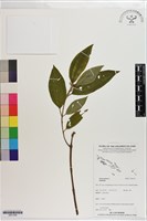 登錄號:S201356藏品圖，第1張