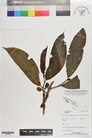 登錄號:S201358藏品圖，第1張