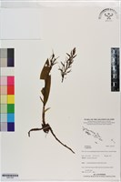 登錄號:S201359藏品圖，第1張