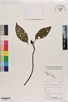 登錄號:S201361藏品圖，第1張