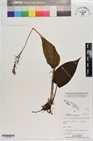 蓬萊隱柱蘭藏品圖，第1張