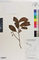 登錄號:S201364藏品圖，第1張