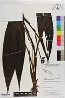 登錄號:S201365藏品圖，第1張