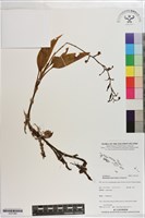 白點伴蘭藏品圖，第1張