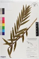 登錄號:S201367藏品圖，第1張