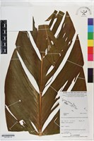 登錄號:S201369藏品圖，第1張