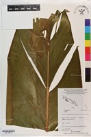 登錄號:S201369藏品圖，第2張