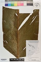 登錄號:S201369藏品圖，第3張