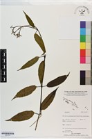 登錄號:S201370藏品圖，第1張