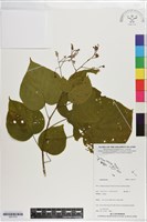 登錄號:S201372藏品圖，第1張