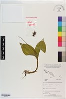 登錄號:S201373藏品圖，第1張