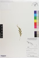 登錄號:S201374藏品圖，第1張