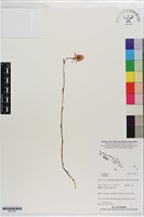 登錄號:S201375藏品圖，第1張