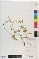 登錄號:S201377藏品圖，第1張