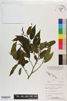 登錄號:S201378藏品圖，第1張