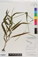 登錄號:S201379藏品圖，第1張