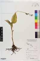 登錄號:S201381藏品圖，第1張