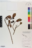 登錄號:S201382藏品圖，第1張