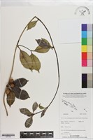 登錄號:S201384藏品圖，第1張