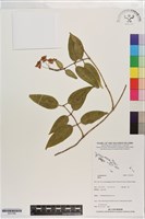 登錄號:S201385藏品圖，第1張