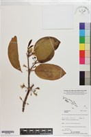 登錄號:S201386藏品圖，第1張