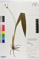 登錄號:S201388藏品圖，第1張