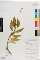 登錄號:S201389藏品圖，第1張