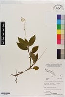 登錄號:S201390藏品圖，第1張