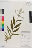 假淡竹葉藏品圖，第1張