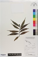 登錄號:S201393藏品圖，第1張