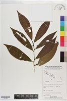 登錄號:S201396藏品圖，第1張