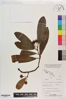 登錄號:S201397藏品圖，第1張