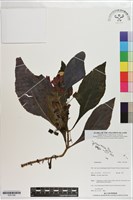 登錄號:S201398藏品圖，第1張