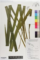 桔梗蘭藏品圖，第1張