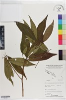 登錄號:S201400藏品圖，第1張