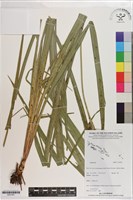 登錄號:S201401藏品圖，第1張