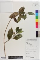 登錄號:S201402藏品圖，第1張