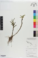 登錄號:S201403藏品圖，第1張