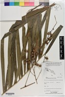 黃椰子藏品圖，第1張