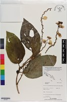 登錄號:S201405藏品圖，第1張