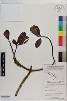 登錄號:S201406藏品圖，第1張