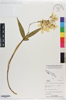 登錄號:S201407藏品圖，第1張