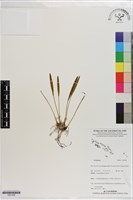 登錄號:S201408藏品圖，第1張